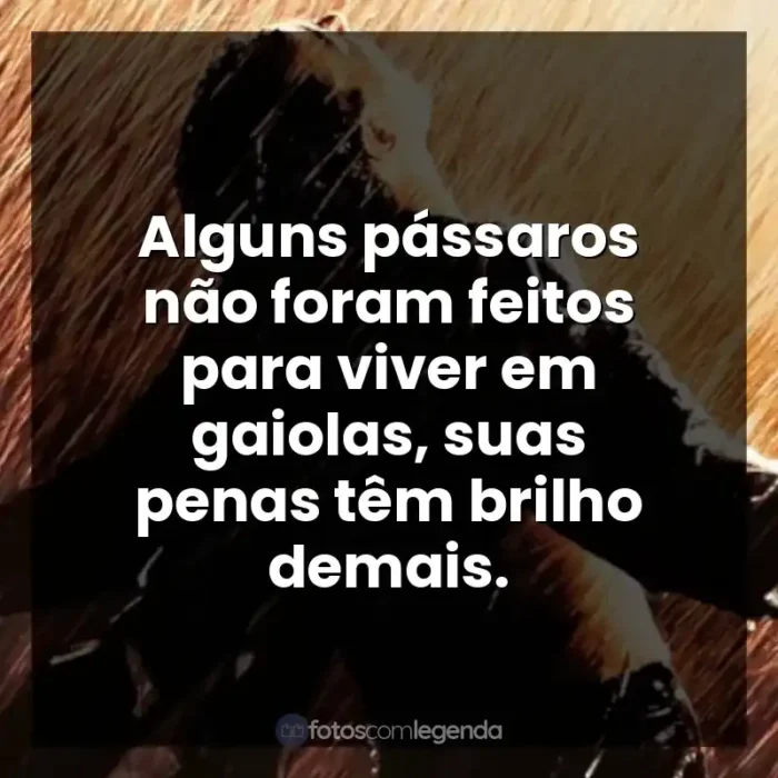 Frases do Filme Um Sonho de Liberdade: Alguns pássaros não foram feitos para viver em gaiolas, suas penas têm brilho demais.